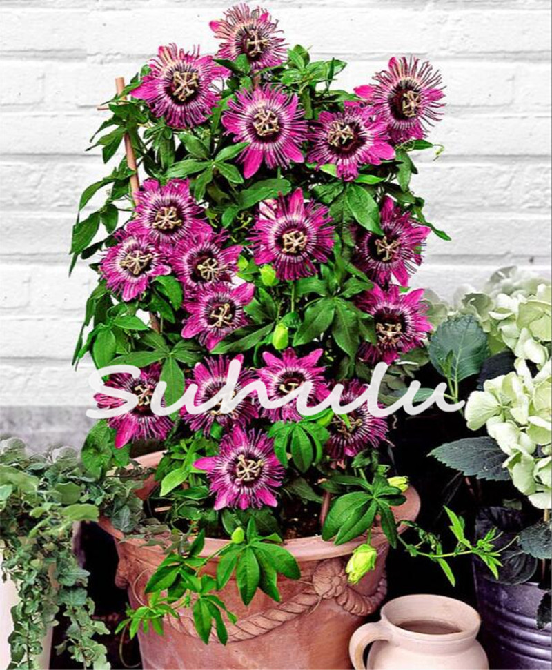 

50pcs Passion Flower Seeds Bonsai Variety of Colors Rare Plants for The Garden The Germination Rate 95% Beautifying And Air Purification Birthday Party Decorative
