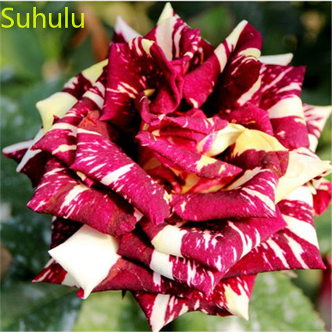 

100pcs Rose Seeds Garden Flower Variety complete Flower Bonsai Plant High Quality Beautifying And Air Purification