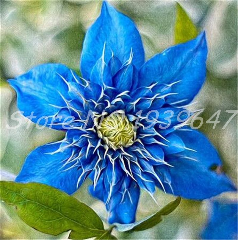 

100 Pcs seeds Climbing Clematis Bonsai Flowers Vine Potted Perennial Flower Outdoor Bloom Plants Pot Garden Decor Decorative Landscaping Radiation Protection