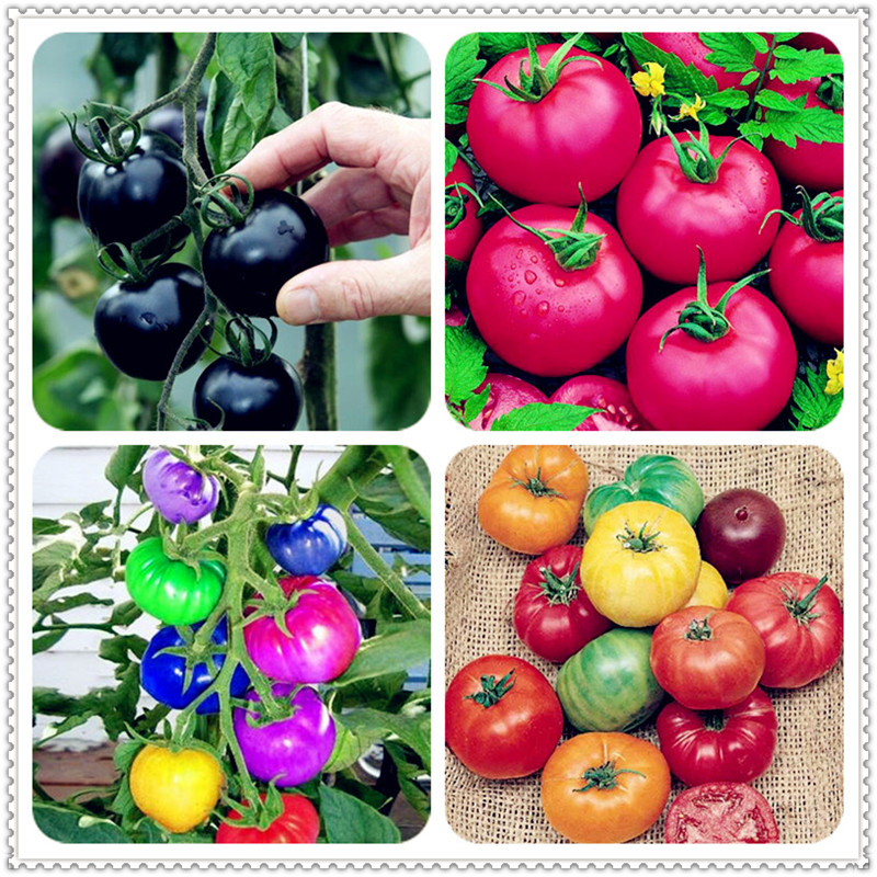 

100 Pcs seeds /bag Fresh Heirloom Monster Tomato bonsai, Aerobic Potted Rare Vegetables for home garden plant pot easy to grow Natural Growth Variety of Colors