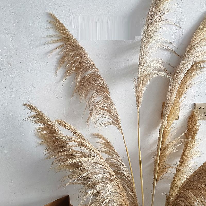 

3pcs 55cm/80cm Natural Dried Big Pampas Grass Phragmites Wedding Ceremony Home Reed Plants Valentine's Day Party Decoration, Lucai