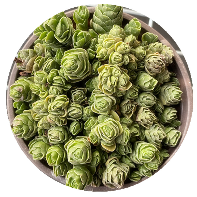 

HH009,Crassula Emerald, Rare Succulent Live Plant ,Ornamental plants,Wholesale Indoor ,Patio, Lawn,Cactus,Flower,Garden Decorations
