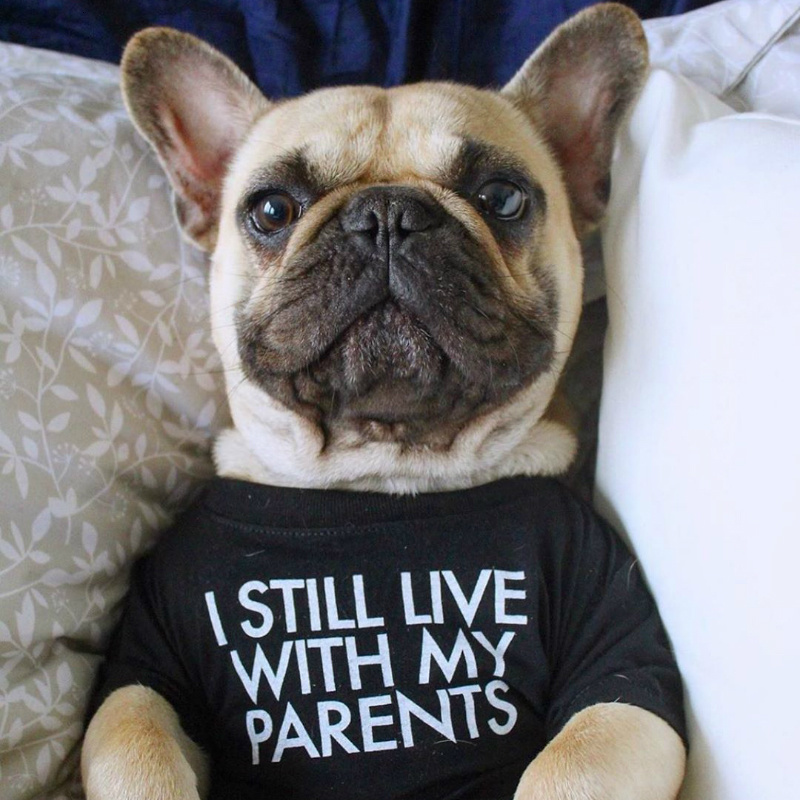 

Cute Tshirt for Small Medium Dogs Summer Clothes French Bulldog Shirt Kawaii Pug Costume Pet Dog Clothing Dropshipping