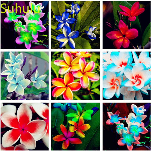 

New Variety 100pcs Plumeria eggflower Seeds Garden Indoor Flowers Balcony & Courtyard Purifying Air Bonsai Plant For a Summer Residence And Kitchen Garden