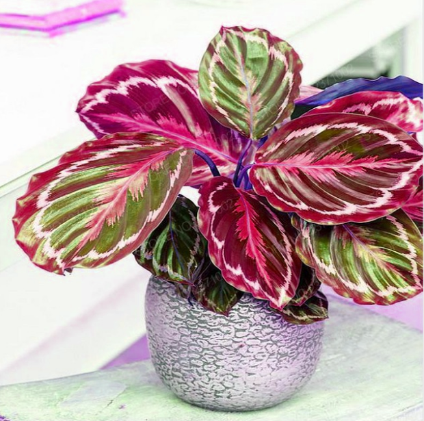 

400 PCS Calathea Grass Flower Seeds Bonsai Rare Plants for The Garden Purify The Air Absorb Harmful Gases Beautifying And Air Purification T