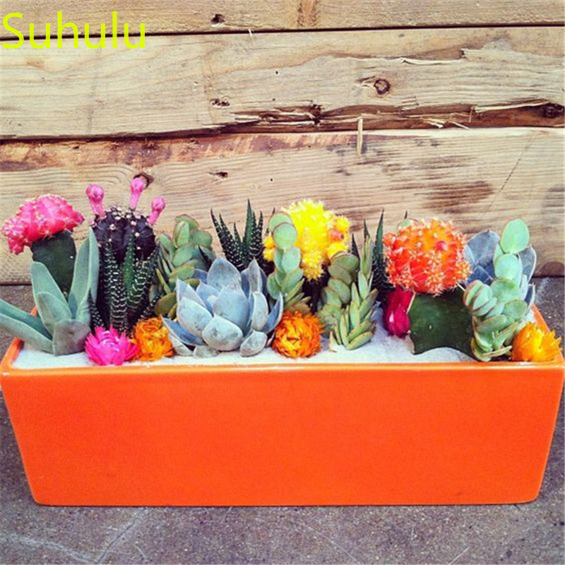

Potted Plant for Home & Garden 500pcs Succulent Seeds Garden Indoor Flowers Balcony & Courtyard Purifying Air Bonsai Plant