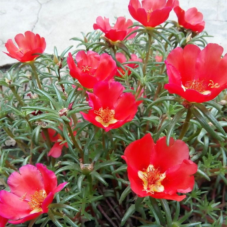 

1000pcs Portulaca grandiflora Sun Flower Seeds Bonsai Beautifying And Air Purification All for a summer residence Plants for The Garden The