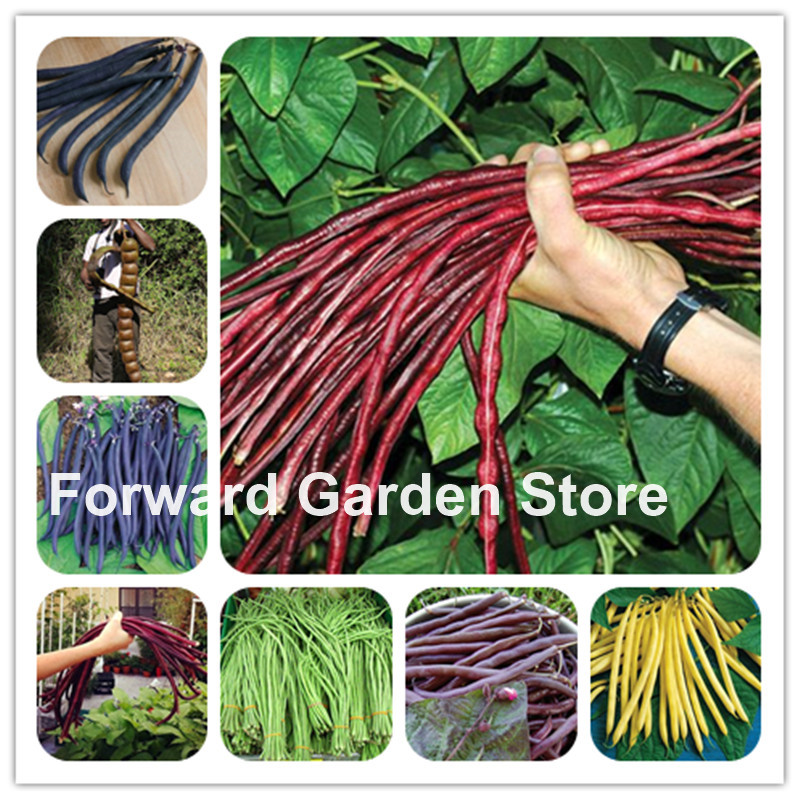 

50 Pcs seeds /Bag Long Bean Bonsai Vegetable Phaseolus Vulgaris Plant, Green , Natural Growth, Plants For Home Garden Natural Growth Variety of Colors Aerobic Potted