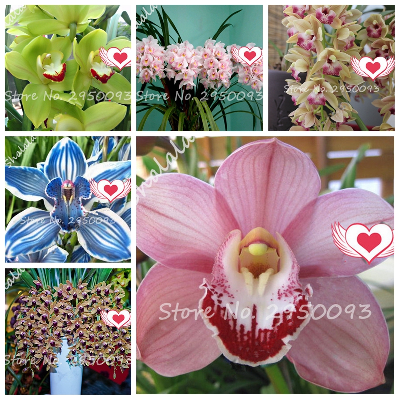 

100 Pcs seeds / Bag Imported Cymbidium Orchid Plant Bonsai Flower Potted Natural Growth DIY Plant For Home Garden Planting Easy Grow Fast Growing Planting Season