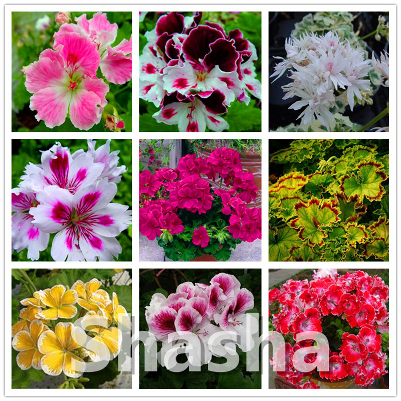 

100 Pcs seeds Geranium bonsai Flower Plants planting Potted Home Garden decoration Purify The Air Fast Growing Planting Season Purify The Air Absorb Harmful Gases