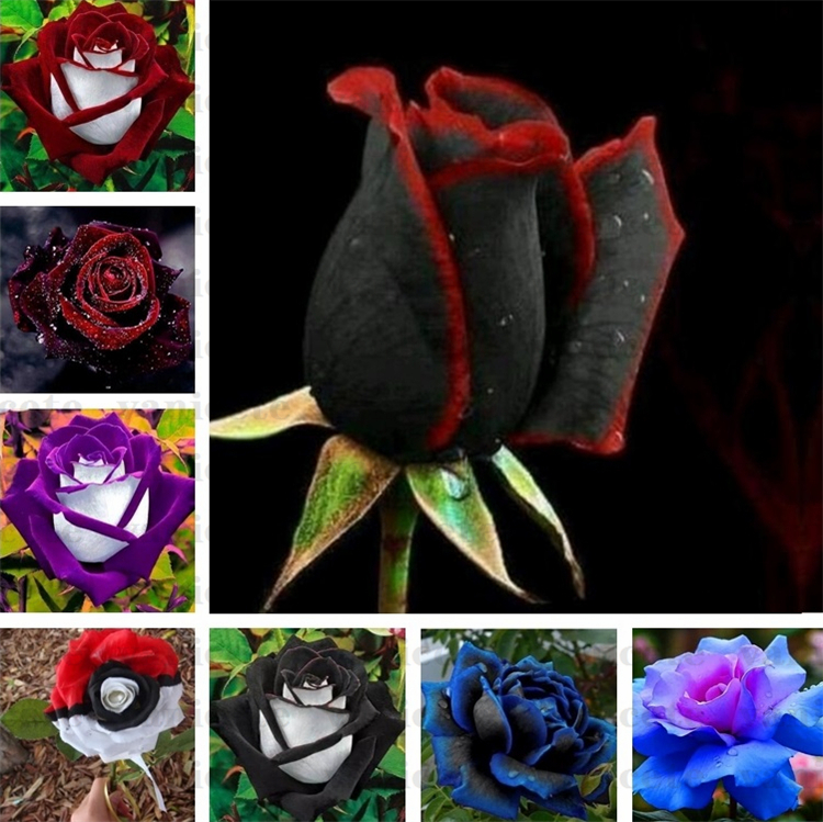 UK Seller Rare Black Rose Flower Seeds Garden Plants 