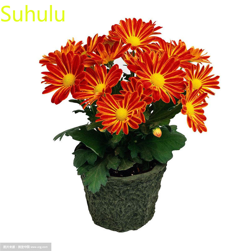 

100pcs Chrysanthemum Flower Seeds / Pack New Arrive Flower Bonsai Plant Fragrant and Pretty for Courtyard ,Patio, Lawn & Garden