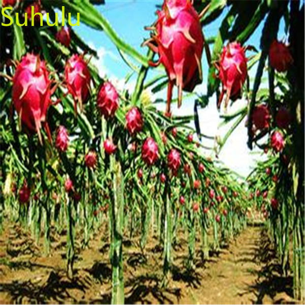 

100pcs Pitaya dragon fruit Seeds Garden Indoor Flowers Balcony & Courtyard Bonsai Plant High Quality Beautifying And Air Purification