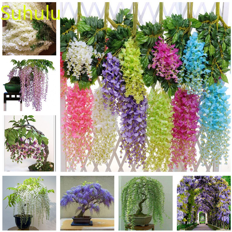 

New Variety The Budding Rate 95% 10pcs Wisteria Seeds Garden Indoor Flowers Balcony & Courtyard Purifying Air Bonsai Plant