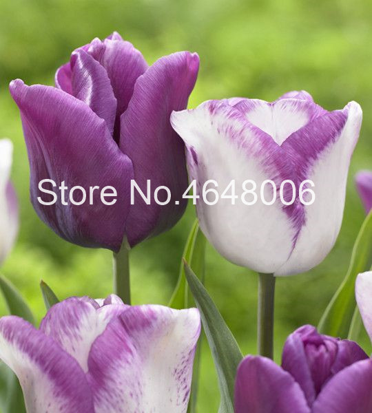 

100 Pcs Rainbow Tulip Bonsai Flower Most Beautiful And Colorful Tulipanes Garden Plants Flower Symbolizes Love Natural Growth Variety of Colors Aerobic Potted