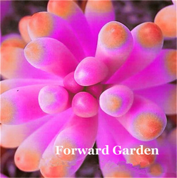 

100 Pcs seeds Lithops Garden Colorful Bright Succulents Bonsai Plant Pseudotruncatella Bonsai Flower Flores Natural Growth Variety of Colors