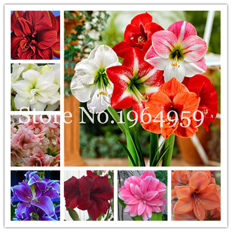 

New Arrival 100 Pcs seeds True Amaryllis Flower Bonsai Not Bulbs Flower Hippeastrum Home & Garden Barbados Lily Flower Pot Plant Aerobic Potted Radiation Protection