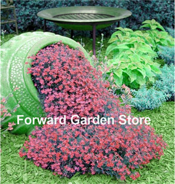 

Rock Cress 100 Pcs seeds Aubrieta Cascade Bonsai Purple Flower Plants Superb Perennial Ground Cover Home Garden Balcony Windowsill Natural Growth Variety of Colors