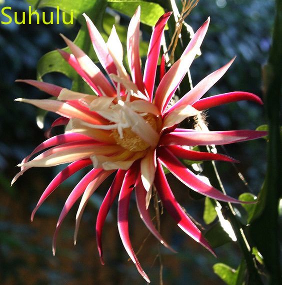 

100pcs broadleaved epiphyllum Epiphany Seeds Garden Flower Variety complete Flower Bonsai Plant High Quality Beautifying And Air Purification