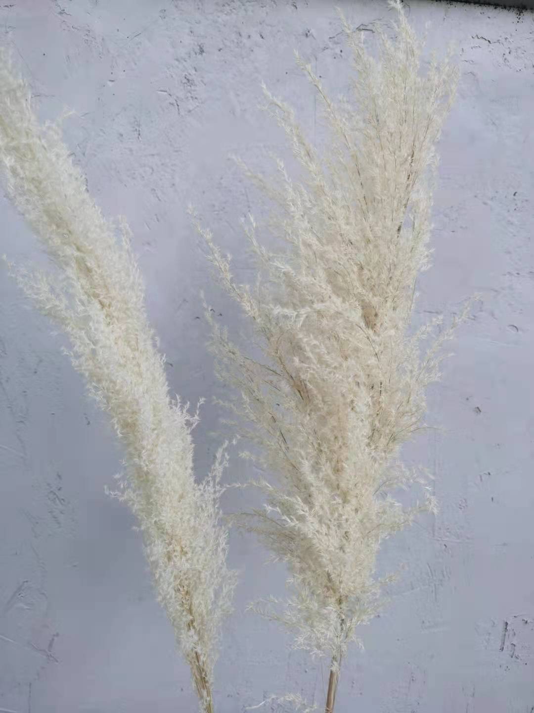 

60/80cm Big Pampas Grass Dried Fower Bouquet Wedding Home Decor Bedroom iving Room Decoration, 5pcs