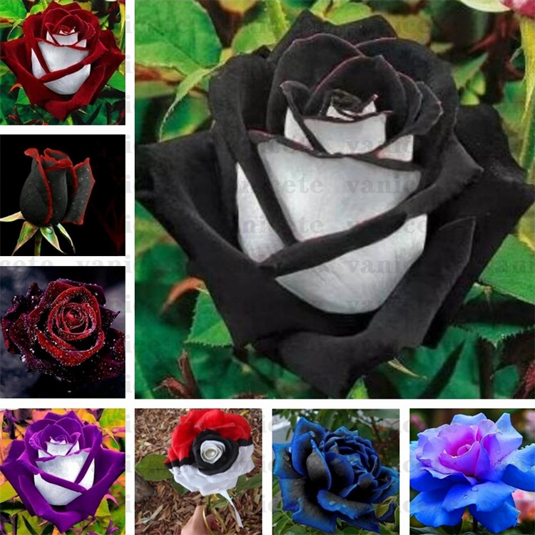 

Garden Supplies Black Rose Seeds with red edge, rare color popular garden flower Seed Perennial Bush or Bonsai Flower for home garde ZC142