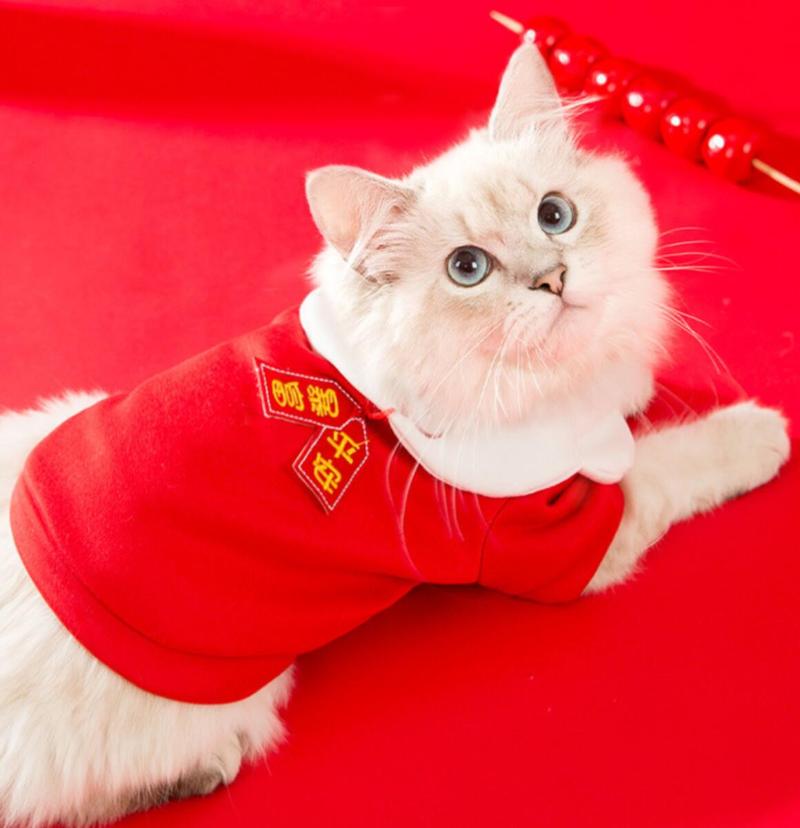 cat clothes australia