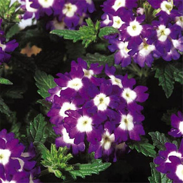 

100pcs Verbena Variety of Colors New Arrival Natural Growth Fragrance Garden Home Decor Fruit Flower Plant Aerobic Potted Garden Decorations