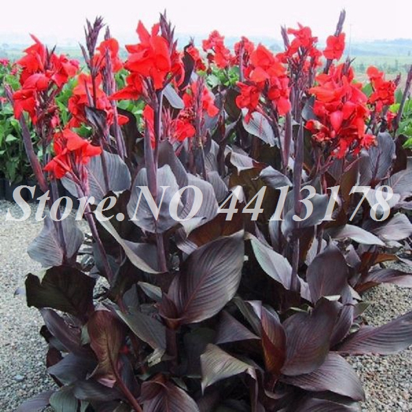 

100 pcs/bag Canna Lily Exotic Canna Lily Flore Outdoor & Indoor Bonsai Potted Perennial Ornamental Flower Plant Home Garden Decor Easy Natural Growth Variety of Colors