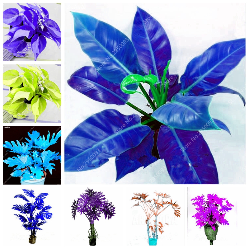 

200 pcs seeds / bag Bonsai Plant Philodendron Tree Flores Perennial Potted Flower Indoor Air Purification for Home & Garden Planting Fast Gr