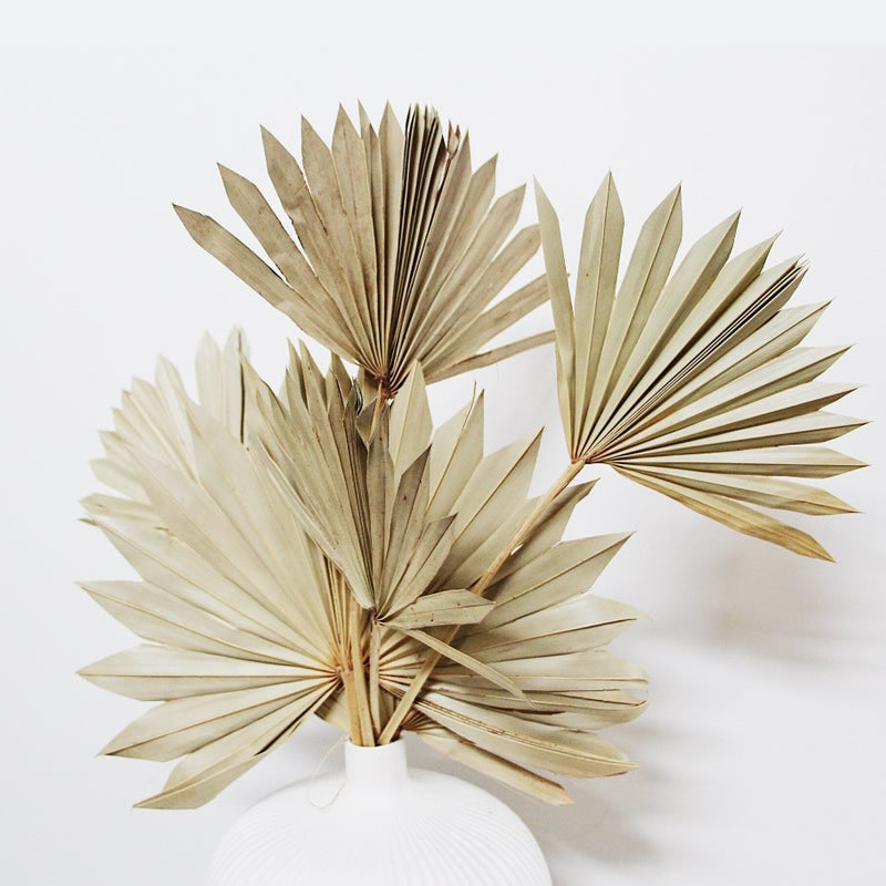 

4pcs Dried Fan Leaves Boho Wedding Botanical Natural Leaf Home Decor Everlasting Fans White Palm Spear 210317