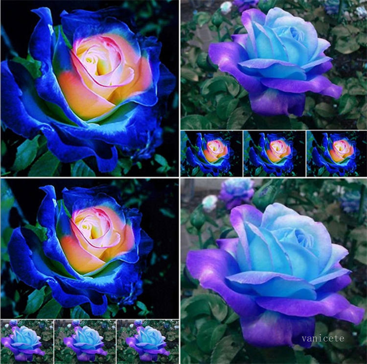 

Patio Rose seeds Garden Supplie, blue , meteor, red, black, rose, pale blue, rainbow roses flowers seed Garden Supplies I183