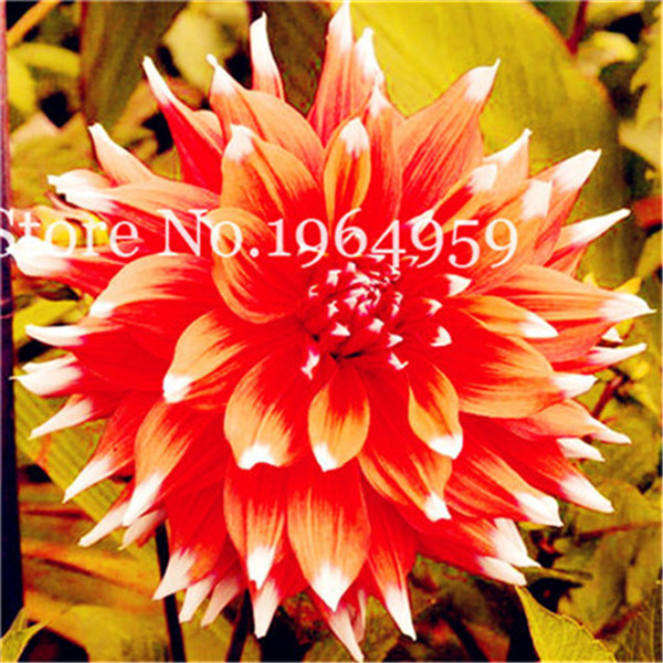 

100 Pcs seeds Multi Types Perennial Charming Dahlia Bonsai, Rare Bright Dahlia Pinnata Bonsai Ornamental Flower Garden-Land Miracle Natural Growth Variety of Colors