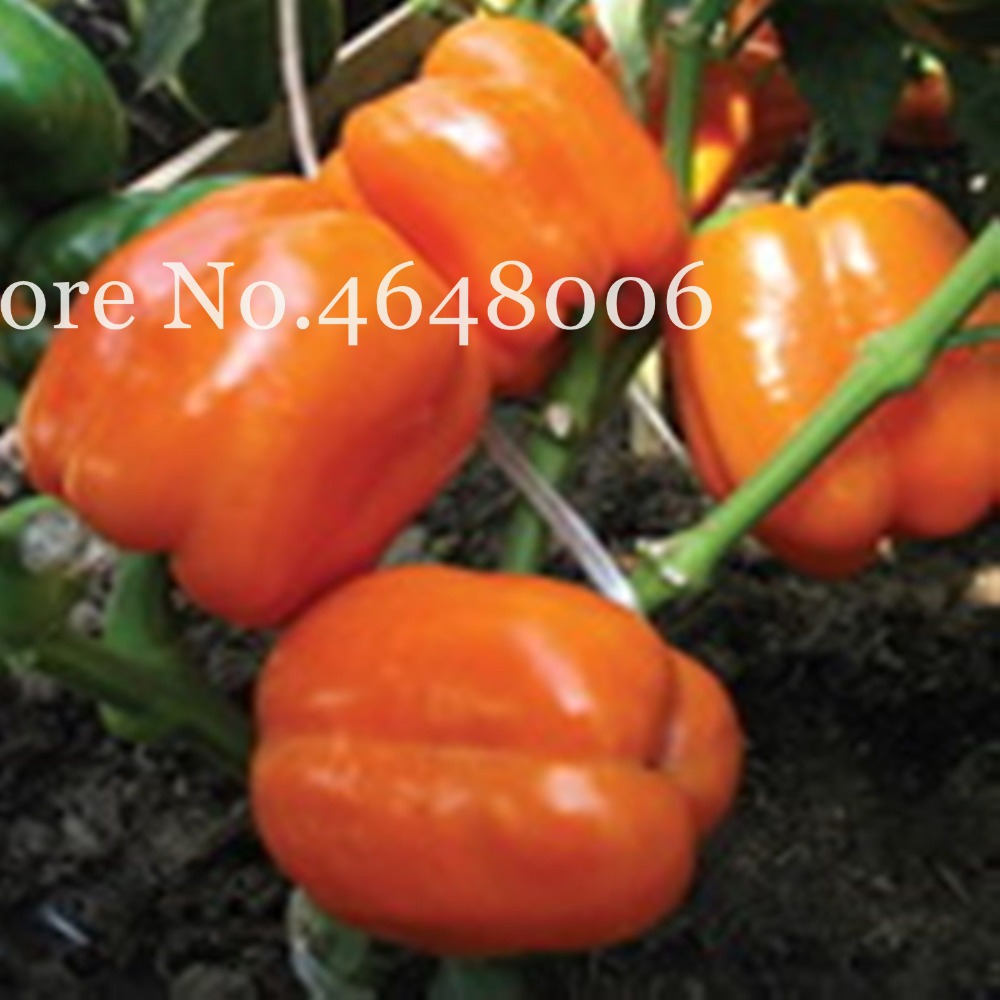 

100 Pcs seeds Vegetable Fruit Pepper Bonsai Giant Paprika Chili Marconi Hybrid "Giant Pepper,Home Garden Vegetable Plant Free Variety of Colors Aerobic Potted