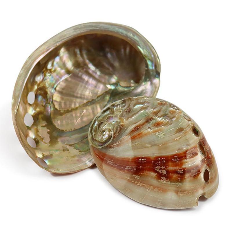 

Decorations Natural Safflower Abalone Shell Fish Tank Landscaping Aquarium Decoration Conch Props Shooting P0M6