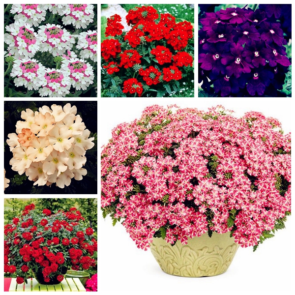 

100pcs Verbena Hybrida Flower Seeds for Patio Lawn Garden Supplies Bonsai Plants Purify The Air Absorb Harmful Gases The Germination Rate 95% Decorative Landscaping