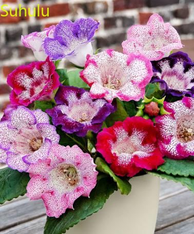 

500pcs Gloxinia Flower Seeds / Pack New Arrive Flower Bonsai Plant Fragrant and Pretty for Courtyard ,Patio, Lawn & Garden
