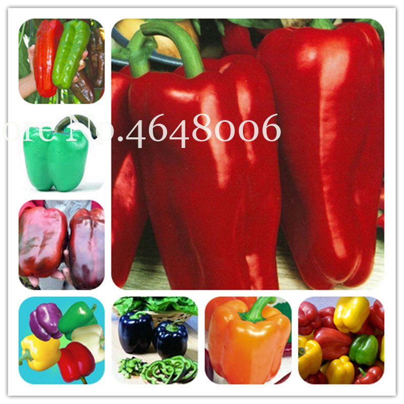 

100 Pcs seeds Vegetable Fruit Pepper Bonsai Giant Paprika Chili Marconi Hybrid "Giant Pepper,Diy Home Garden Vegetable Plant Free Natural Growth Variety of Colors