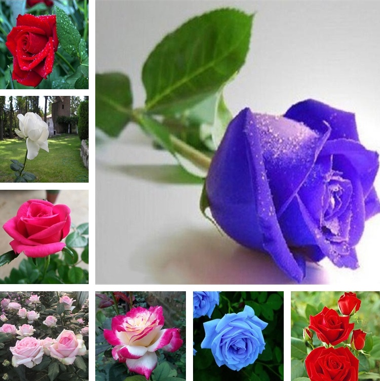 

Garden Supplies 200 Pcs/bag Rare Blue Pink Black Multicolor Roses Plant Seeds Balcony Garden Potted Rose Flowers Seed yard Supplies ZC139