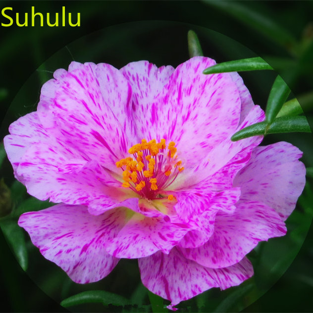 

1000pcs Portulaca grandiflora Sun flower Seeds Garden Flower Variety complete Flower Bonsai Plant High Quality Beautifying And Air Purification
