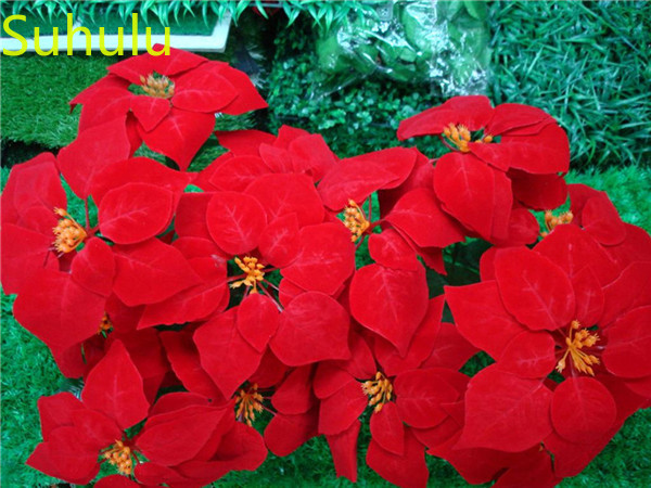 

500pcs Poinsettia Seeds Garden Flower Variety complete Flower Bonsai Plant High Quality Beautifying And Air Purification