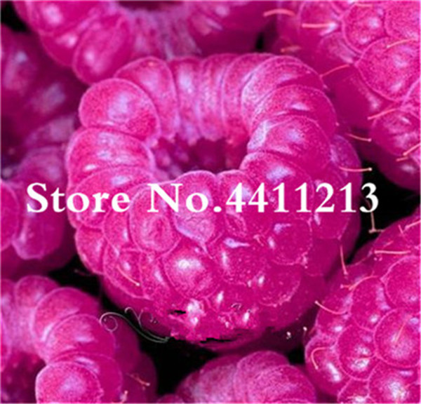 

100 Pcs seeds Raspberry Fruit Tree,Sweet and Fresh Plant for Garden Supplies Organic Heirloom Bonsai , Purify The Air Absorb Harmful Gases Fast Growing Planting Season
