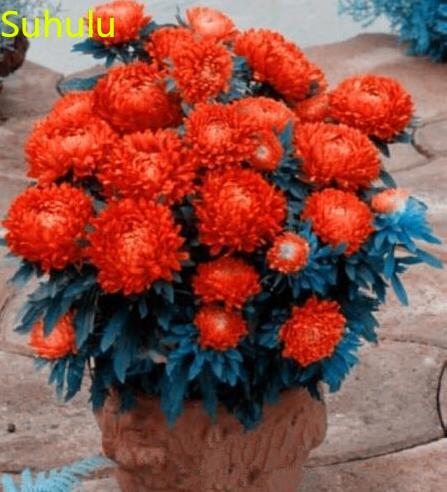 

New Variety 100pcs Aster Seeds Garden Indoor Flowers Balcony & Courtyard Purifying Air Bonsai Plant The Germination Rate 95%