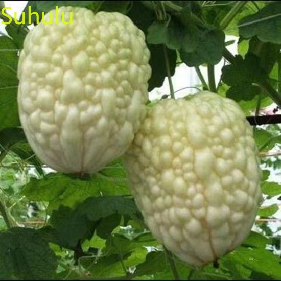 

10pcs Bitter Melon Seeds / Pack New Arrive Flower Bonsai Plant Fragrant and Pretty for Courtyard ,Patio, Lawn & Garden