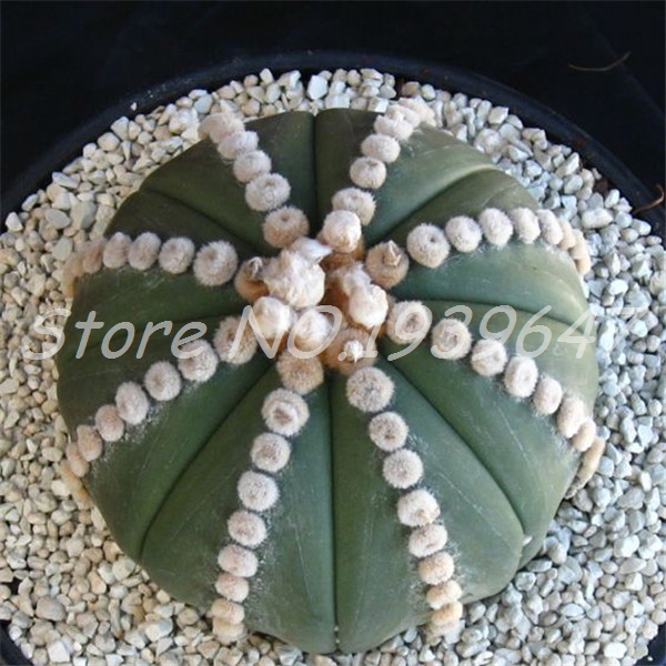 

100 pcs seeds / bag Exotic Cactus Bonsai Japanese Rare Succulents Plants Indoor Plantas Perennial Flowers Garden Pot Planters Natural Growth Variety of Colors