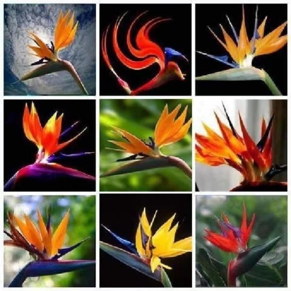 

100pcs Strelitzia Flower Seeds for Bonsai Plants Purify The Air Absorb Harmful Gases The Germination Rate 95% Aerobic Potted Garden Decorations Variety of Colors