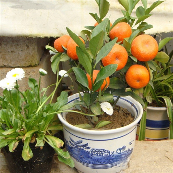 

20pcs Tangerine Citrus orange Flower Seeds Bonsai Rare Plants for The Garden Delicious Non-GMO Organic All for a summer residence The Germination Rate 95% Fast Growing