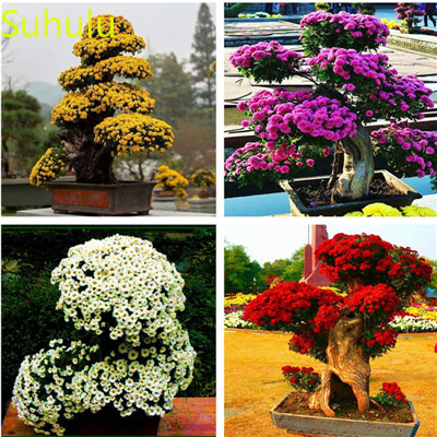 

New Variety 100pcs Chrysanthemum Seeds Garden Indoor Flowers Balcony & Courtyard Purifying Air Bonsai Plant gorgeous cut flower