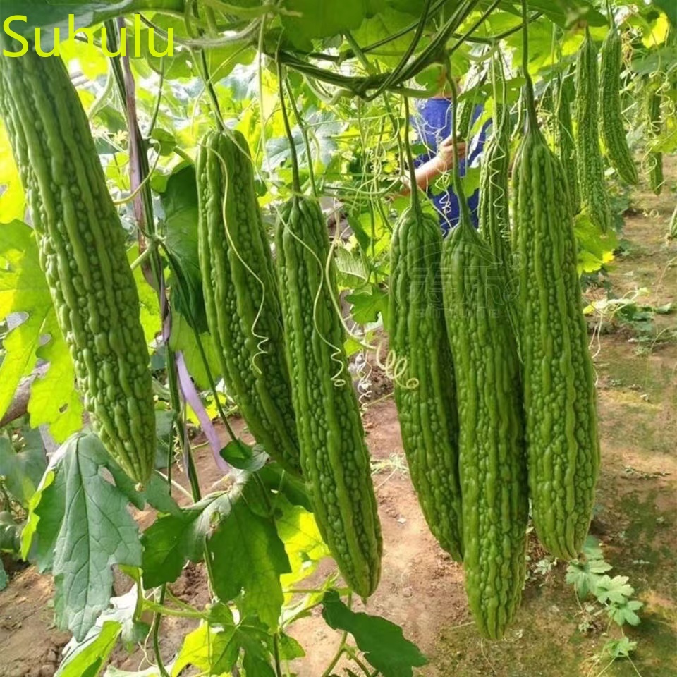 

10pcs Bitter Melon Seeds Garden Indoor Flowers Balcony & Courtyard Bonsai Plant High Quality Beautifying And Air Purification