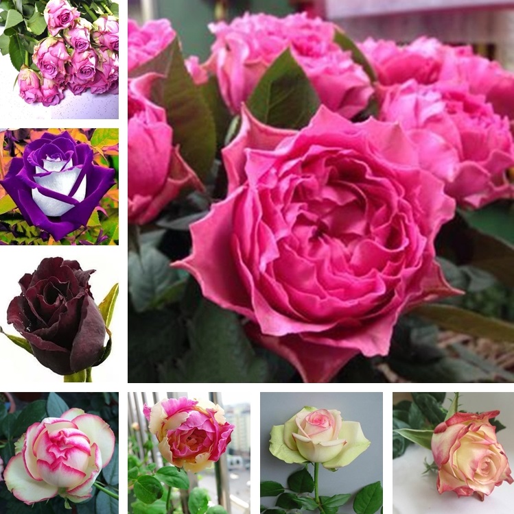 

Garden Supplies 200 Pcs/bag Rare Blue Pink Black Multicolor Roses Plant Seeds Balcony Garden Potted Rose Flowers Seed yard Supplies ZC139