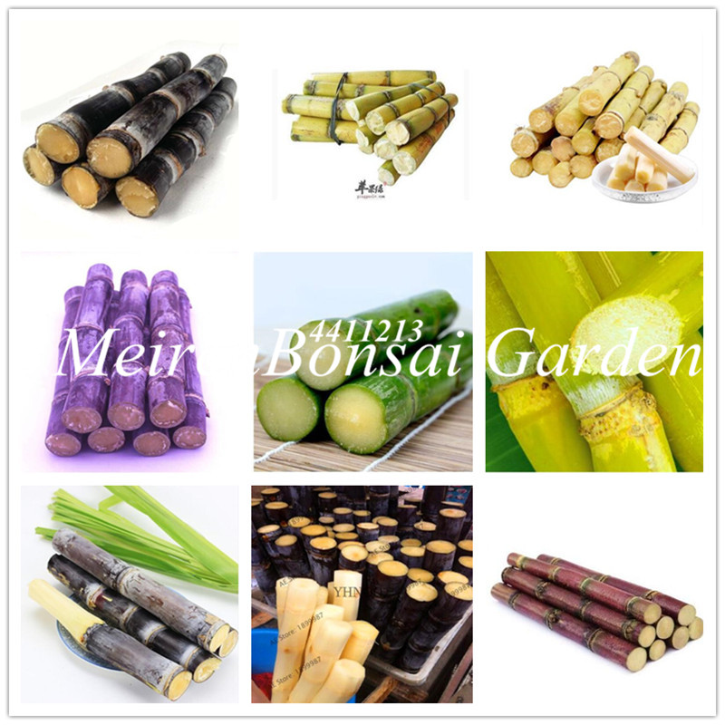 

100 pcs seeds Vegetable fruits bonsai plants Sugar cane plantas for home and garden in winter decoration four seasons Budding Rate 95% Aerob